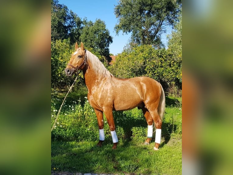 Lusitano Giumenta 3 Anni 165 cm Grigio in Bredene