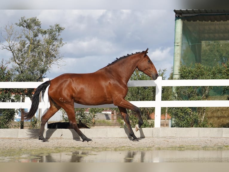 Lusitano Giumenta 3 Anni 167 cm Baio ciliegia in Agua Derramada