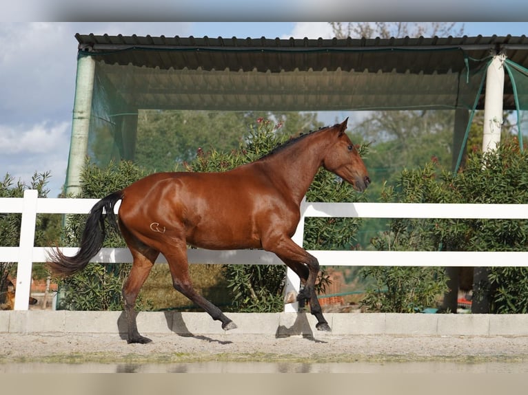 Lusitano Giumenta 3 Anni 167 cm Baio ciliegia in Agua Derramada