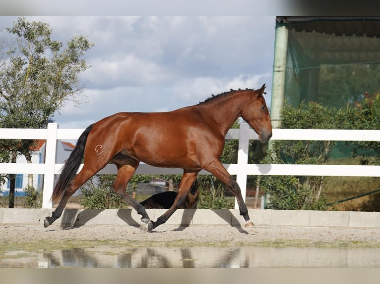 Lusitano Giumenta 3 Anni 167 cm Baio ciliegia in Agua Derramada