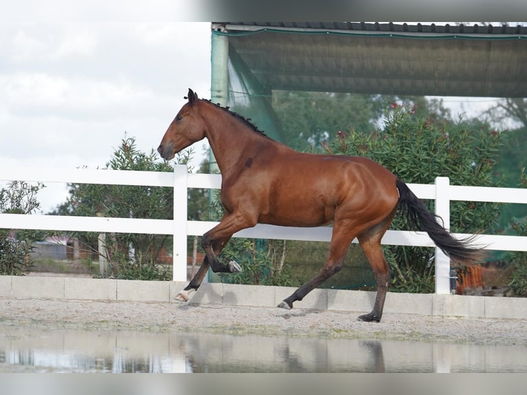 Lusitano Giumenta 3 Anni 167 cm Baio ciliegia in Agua Derramada