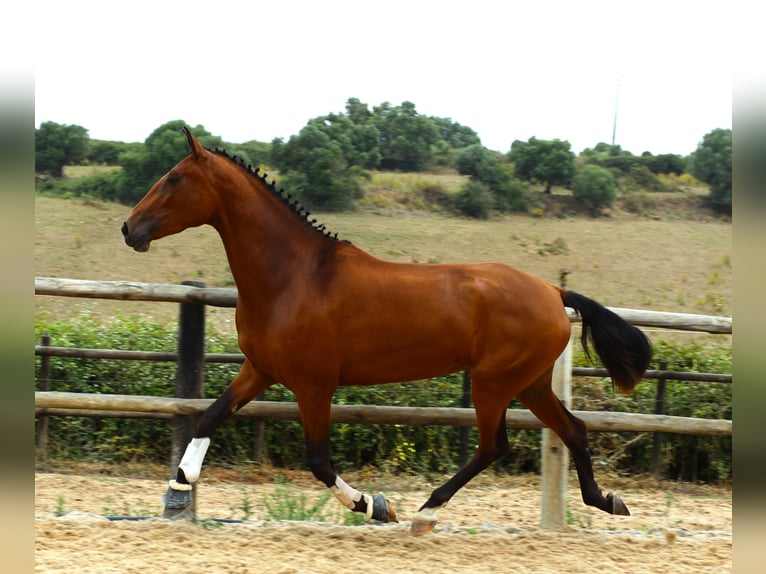 Lusitano Giumenta 3 Anni 170 cm Baio in Ribamar