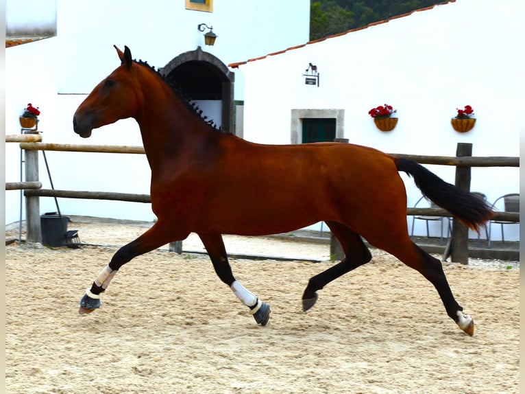 Lusitano Giumenta 3 Anni 170 cm Baio in Ribamar