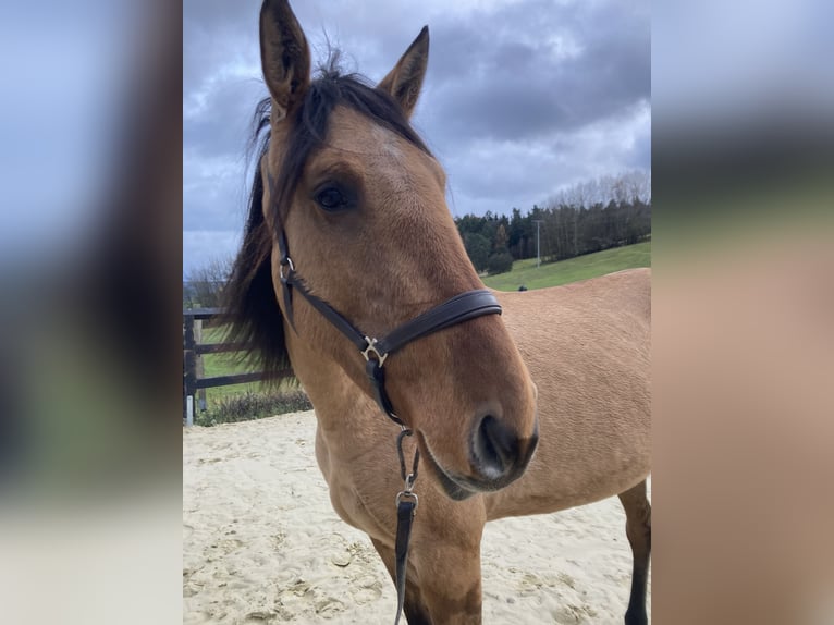 Lusitano Giumenta 3 Anni Falbo in Schleusingen