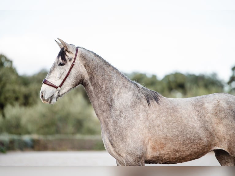 Lusitano Giumenta 3 Anni Grigio in El GASTOR