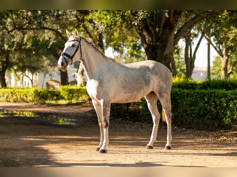 Lusitano Giumenta 3 Anni Grigio in Magnolia