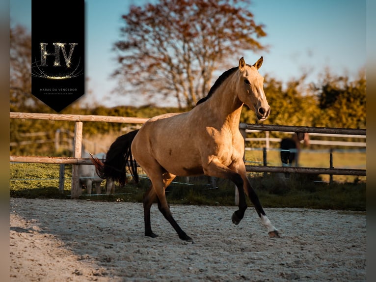 Lusitano Giumenta 3 Anni Pelle di daino in Marly-sous-Issy