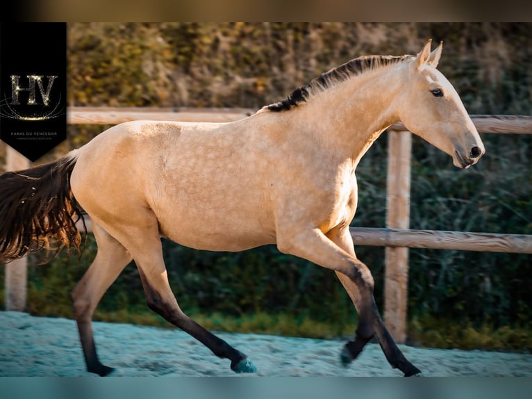 Lusitano Giumenta 3 Anni Pelle di daino in Marly-sous-Issy