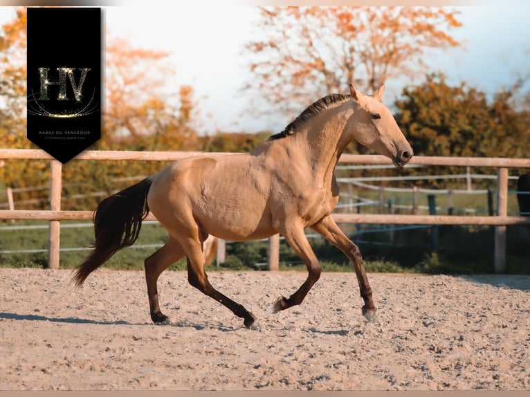 Lusitano Giumenta 3 Anni Pelle di daino in Marly-sous-Issy