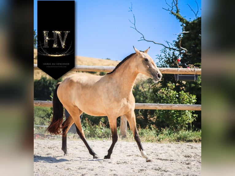 Lusitano Giumenta 3 Anni Pelle di daino in Marly-sous-Issy