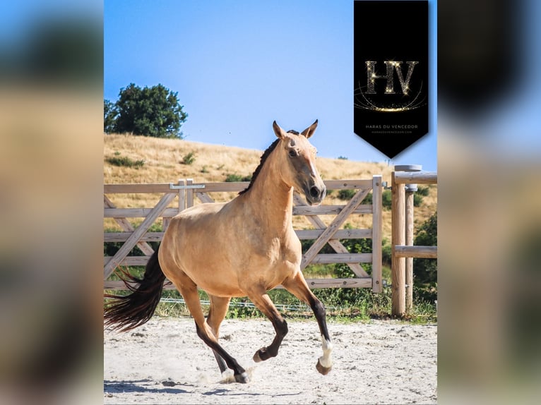 Lusitano Giumenta 3 Anni Pelle di daino in Marly-sous-Issy