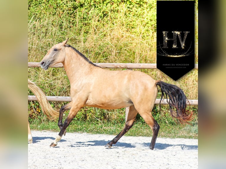 Lusitano Giumenta 3 Anni Pelle di daino in Marly-sous-Issy