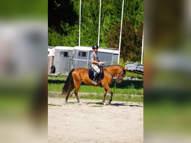 Lusitano Giumenta 4 Anni 150 cm Baio in Bouches-du-Rhône