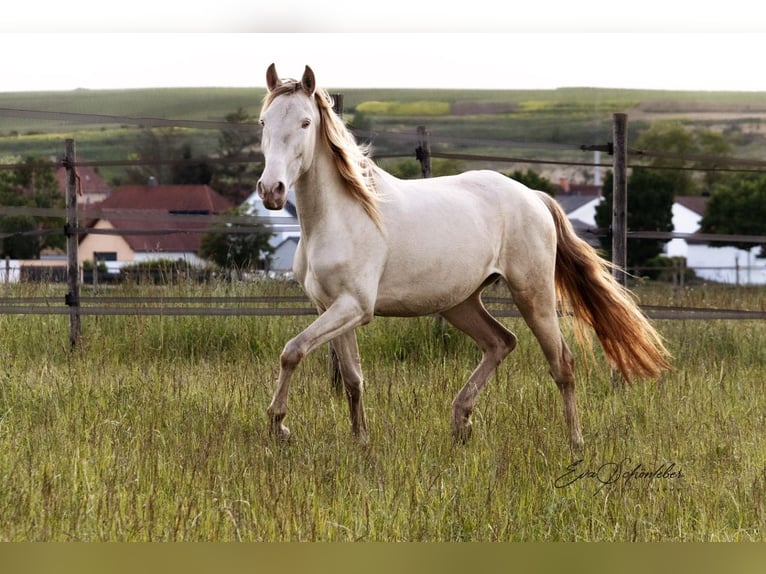 Lusitano Giumenta 4 Anni 151 cm Pearl in Wöllstein
