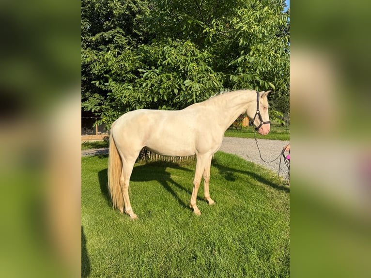 Lusitano Giumenta 4 Anni 152 cm in Friesenried
