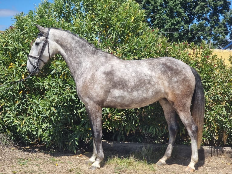 Lusitano Mix Giumenta 4 Anni 152 cm Grigio in Roanoke