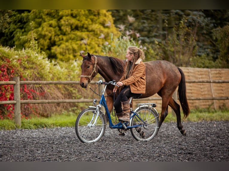 Lusitano Giumenta 4 Anni 154 cm Baio in Bielefeld