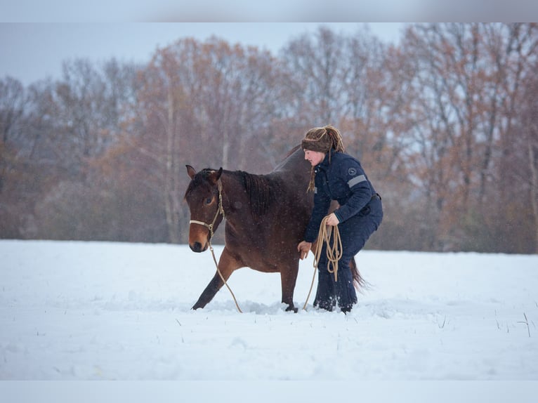 Lusitano Giumenta 4 Anni 154 cm Baio in Bielefeld