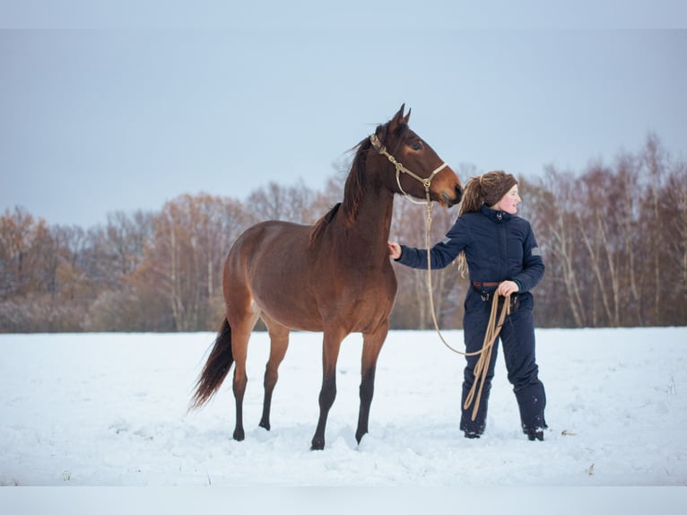 Lusitano Giumenta 4 Anni 154 cm Baio in Bielefeld