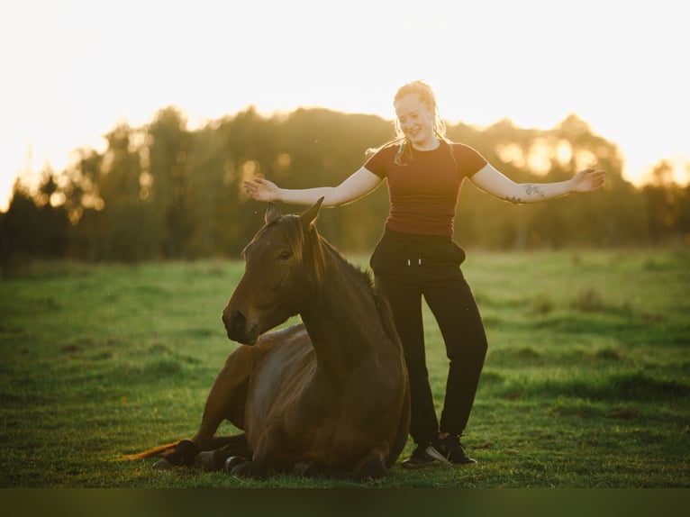 Lusitano Giumenta 4 Anni 154 cm Baio in Bielefeld