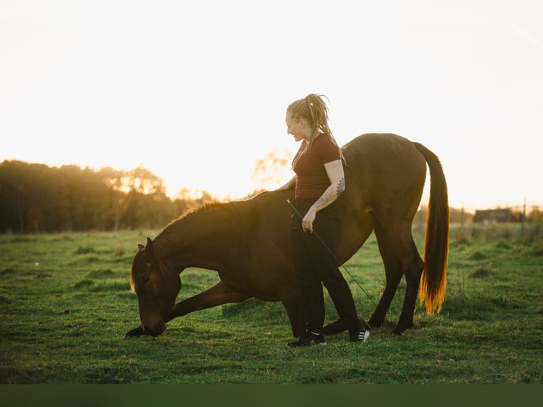 Lusitano Giumenta 4 Anni 154 cm Baio in Bielefeld