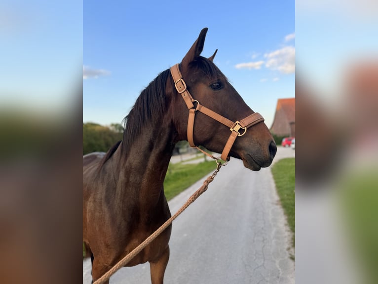 Lusitano Giumenta 4 Anni 154 cm Baio in Bielefeld