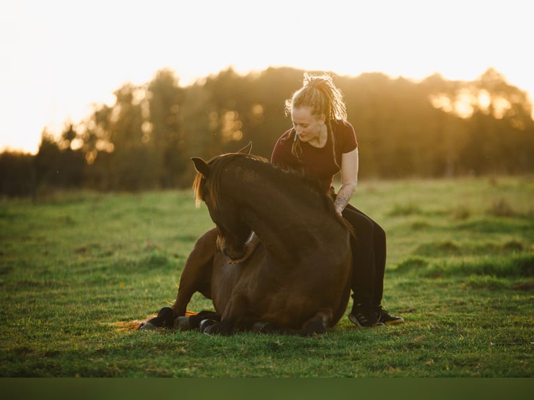 Lusitano Giumenta 4 Anni 154 cm Baio in Bielefeld