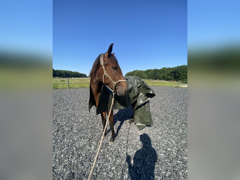 Lusitano Giumenta 4 Anni 154 cm Baio in Bielefeld