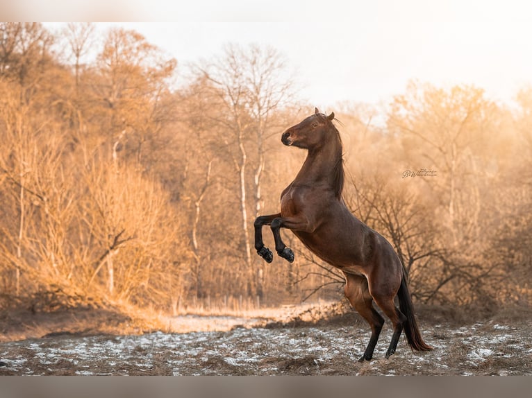 Lusitano Giumenta 4 Anni 154 cm Baio in Bielefeld