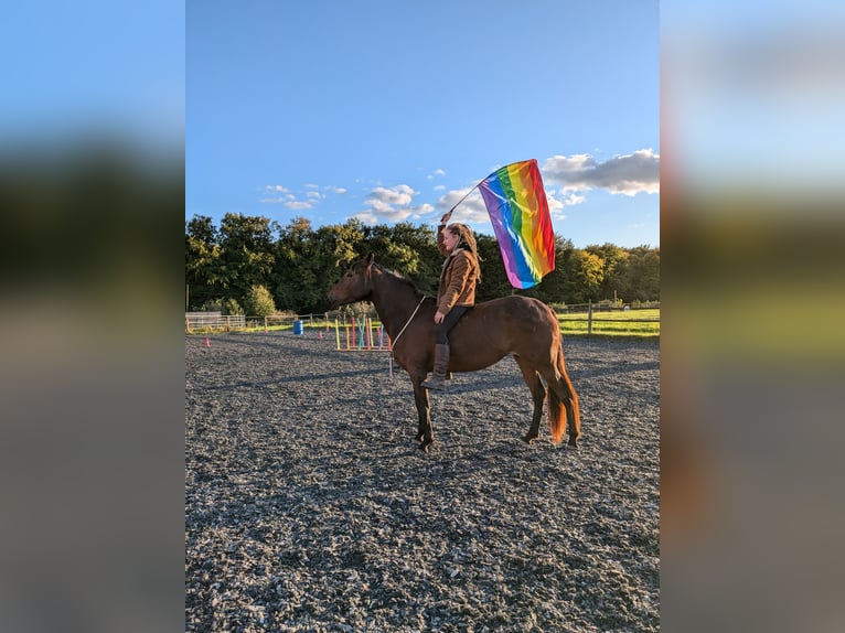 Lusitano Giumenta 4 Anni 154 cm Baio in Bielefeld