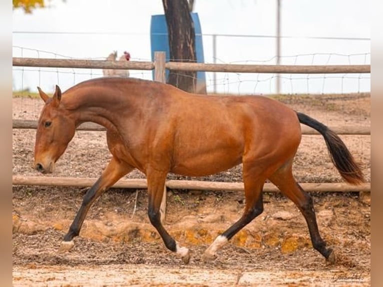 Lusitano Giumenta 4 Anni 155 cm Baio chiaro in Estremoz, Alentejo