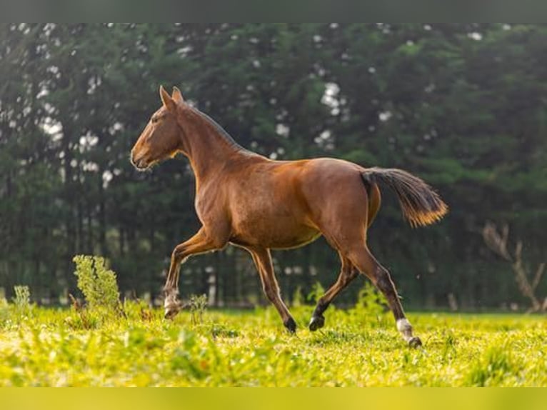 Lusitano Giumenta 4 Anni 155 cm Baio chiaro in Estremoz, Alentejo