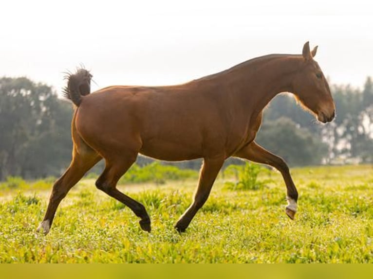 Lusitano Giumenta 4 Anni 155 cm Baio chiaro in Estremoz, Alentejo