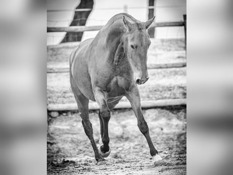 Lusitano Giumenta 4 Anni 155 cm Baio chiaro in Estremoz, Alentejo