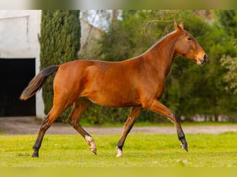 Lusitano Giumenta 4 Anni 155 cm Baio chiaro in Estremoz, Alentejo