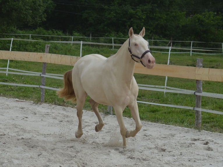 Lusitano Giumenta 4 Anni 155 cm Perlino in CAPTIEUX
