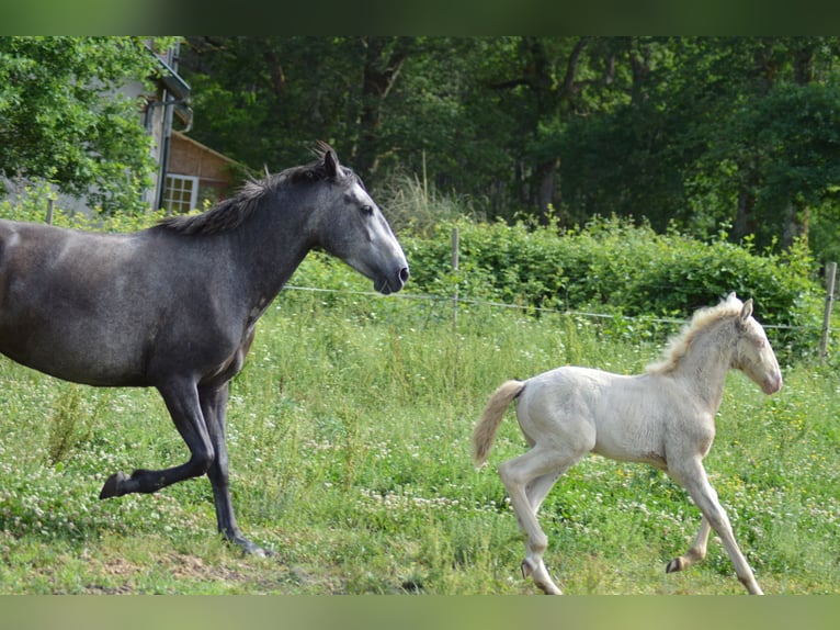 Lusitano Giumenta 4 Anni 155 cm Perlino in CAPTIEUX