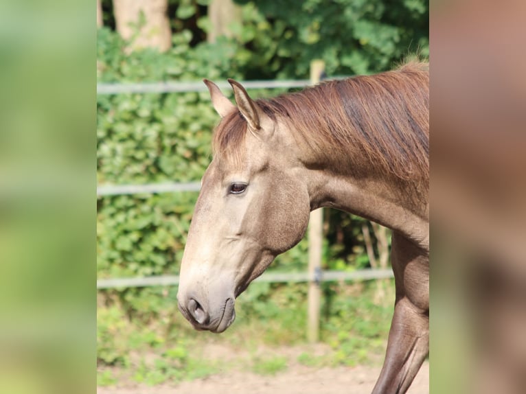 Lusitano Giumenta 4 Anni 157 cm Falbo in Halle Westfalen