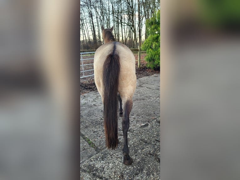 Lusitano Giumenta 4 Anni 157 cm Falbo in Halle Westfalen