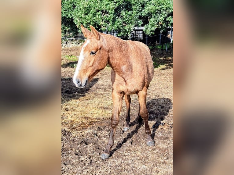 Lusitano Giumenta 4 Anni 158 cm Falbo in Branco