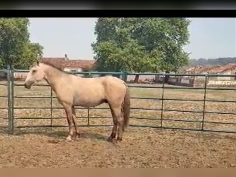 Lusitano Giumenta 4 Anni 158 cm Falbo in Branco