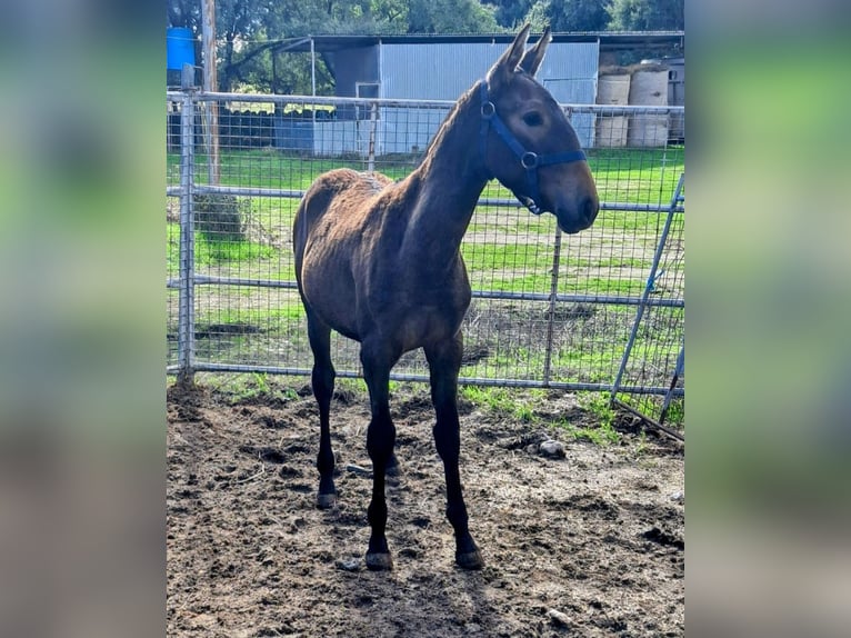 Lusitano Giumenta 4 Anni 158 cm Falbo in Branco