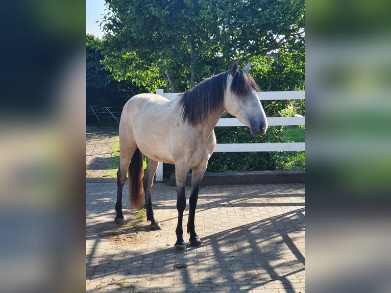 Lusitano Giumenta 4 Anni 158 cm Grigio in Lahntal
