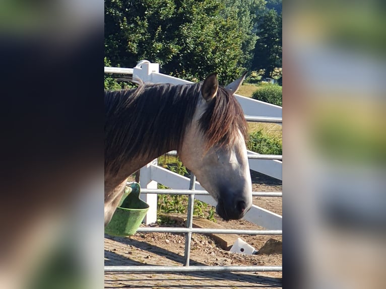 Lusitano Giumenta 4 Anni 158 cm Grigio in Lahntal