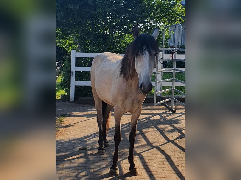 Lusitano Giumenta 4 Anni 158 cm Grigio in Lahntal