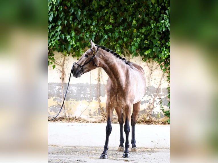 Lusitano Giumenta 4 Anni 159 cm Grigio in El Espinar