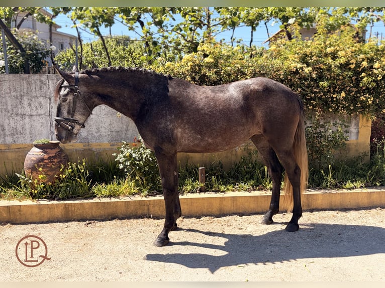 Lusitano Giumenta 4 Anni 160 cm Grigio ferro in Amarante