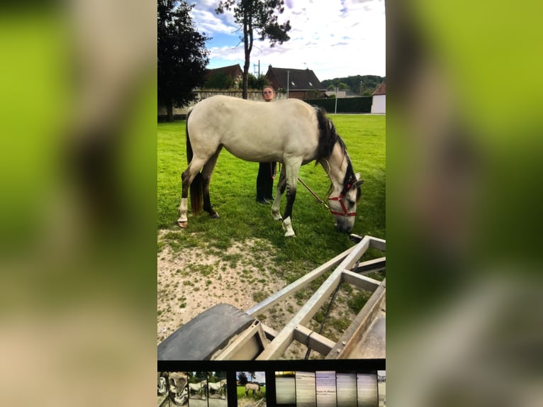 Lusitano Mix Giumenta 4 Anni 161 cm Dunalino in Esquerdes