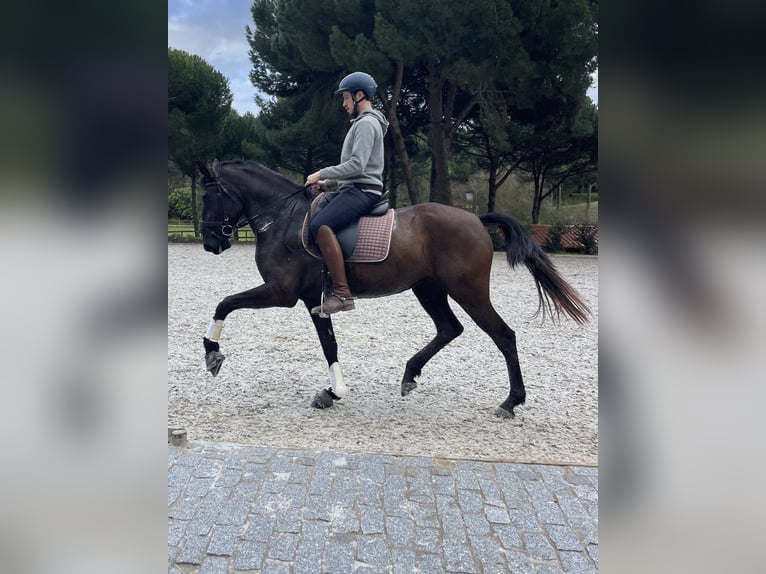 Lusitano Giumenta 4 Anni 161 cm Morello in St. Estevao