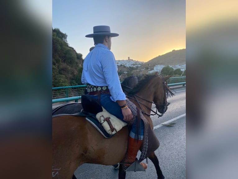 Lusitano Giumenta 4 Anni 162 cm Baio in Chiclana de la Frontera